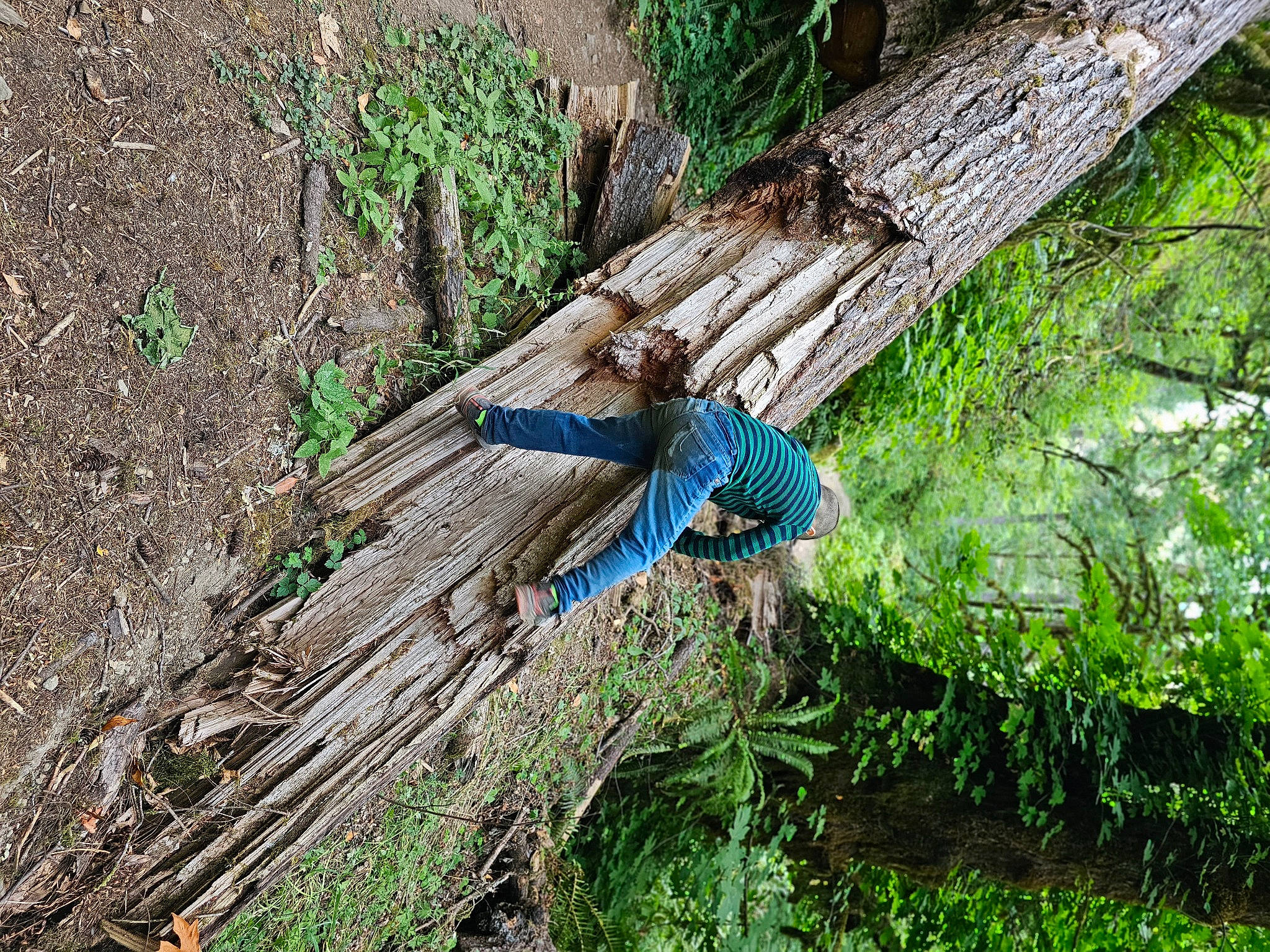 Azrael joined the competition — help win amazing prizes! beak, biome, bird, electric_blue, feather, forest, grass, groundcover, natural_material, nature_reserve, person, phasianidae, plant, tail, terrestrial_plant, tree, trunk, twig, wildlife, wing