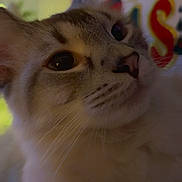 Lilly joined the competition — help win amazing prizes! cat, close_up, whiskers, indoor, pet, fur, portrait, face, eyes, nose, feline, curious, cozy, low_light, soft_focus, domestic_cat, blurred_background, pillow, ear, muzzle