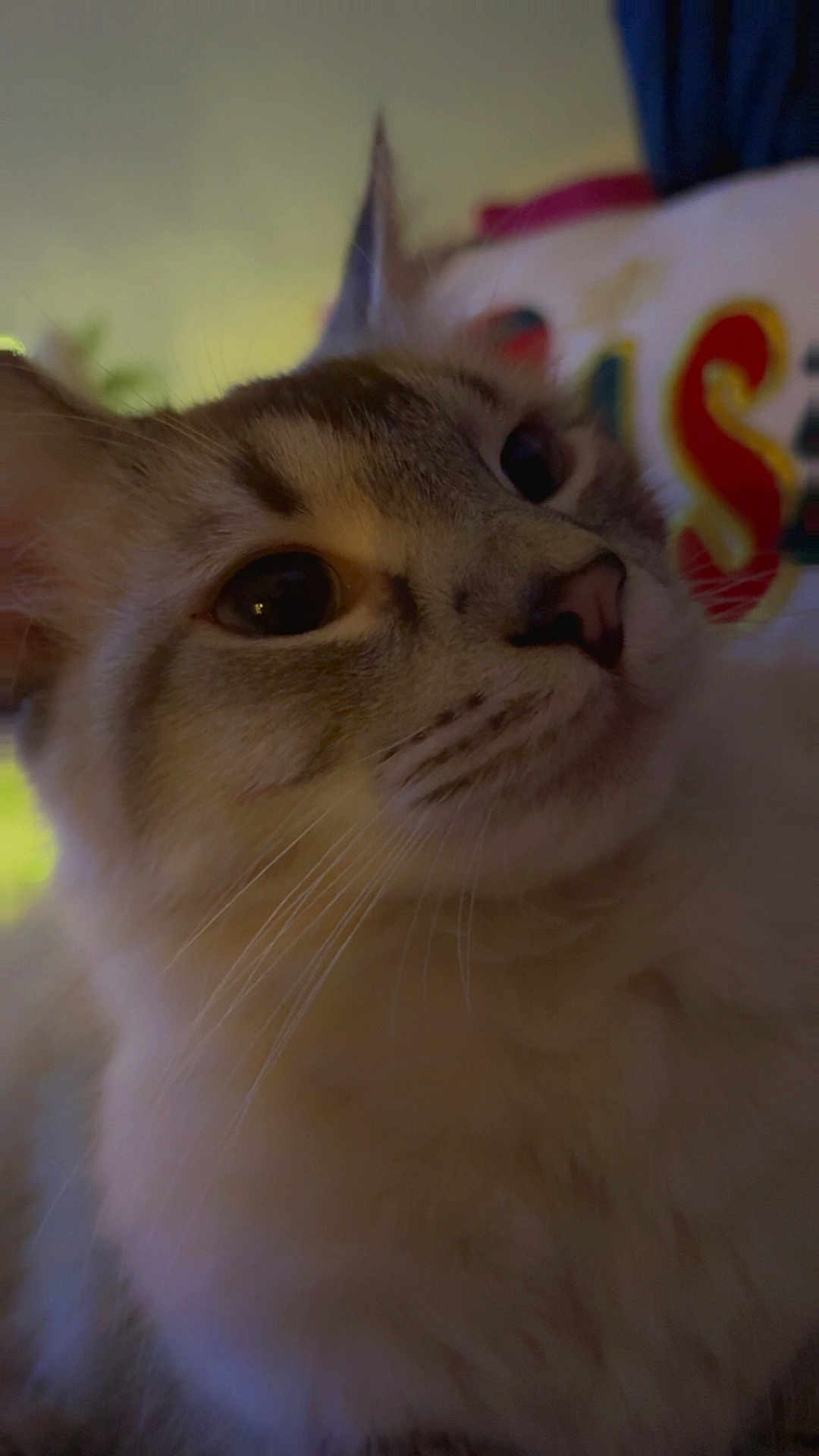 Lilly joined the competition — help win amazing prizes! cat, close_up, whiskers, indoor, pet, fur, portrait, face, eyes, nose, feline, curious, cozy, low_light, soft_focus, domestic_cat, blurred_background, pillow, ear, muzzle