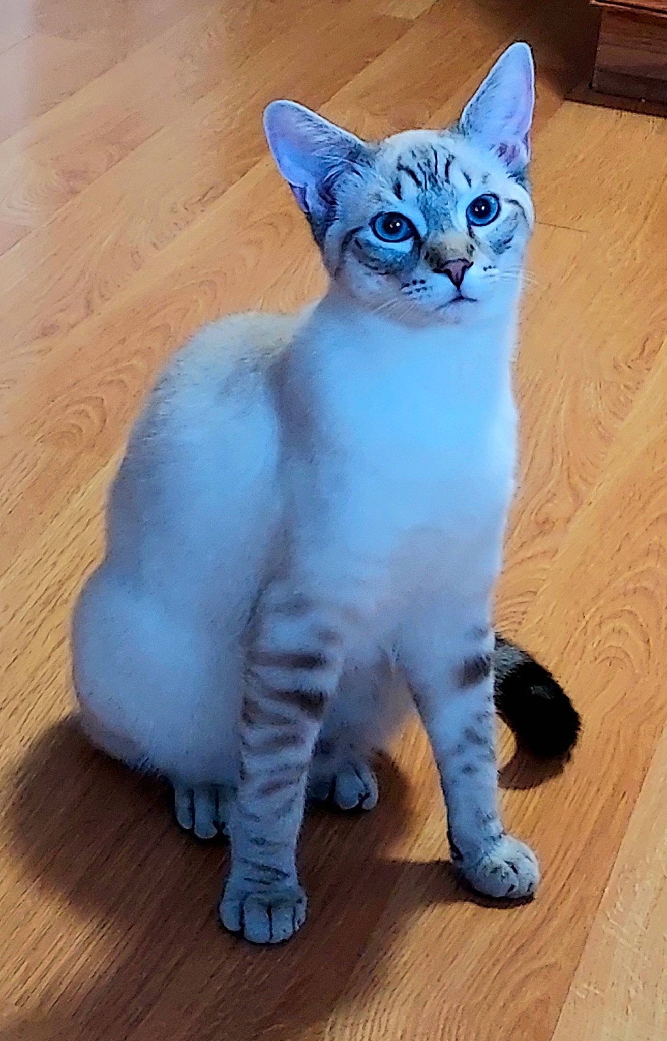 Mojo is registered to the contest to win money with this photo: carnivore, cat, claw, domestic_short_haired_cat, electric_blue, fawn, felidae, flooring, fur, hardwood, paw, small_to_medium_sized_cats, snout, tail, terrestrial_animal, varnish, whiskers, window, wood, wood_stain