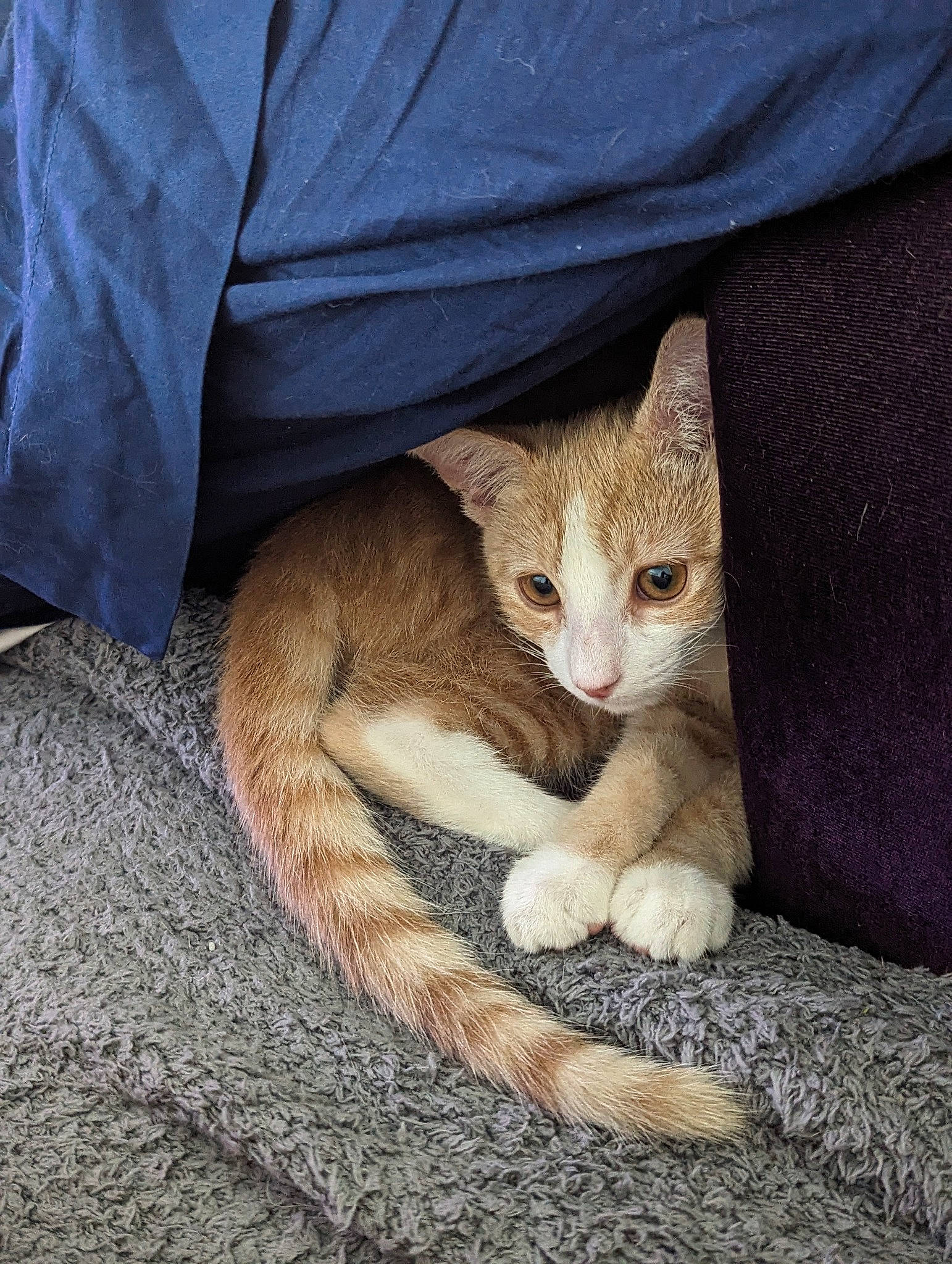 Curry joined the competition — help win amazing prizes! carnivore, cat, claw, comfort, domestic_short_haired_cat, eye, fawn, felidae, foot, fur, grass, human_leg, mammal, paw, small_to_medium_sized_cats, snout, tail, terrestrial_animal, whiskers, wood