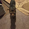 Jayce joined the competition — help win amazing prizes! animal, carpet, cat, closeup, cozy, curious, ears, feline, floor, home, indoor, mammal, pet, rug, shadow, striped, tabby, tail, walking, whiskers