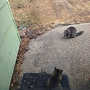 Jayce joined the competition — help win amazing prizes! animal, building, cat, concrete, curious, daytime, doormat, front_yard, fur, grass, gray_cat, green_wall, meeting, nature, outdoor, pet, quiet, sitting, still_life, tabby_cat
