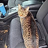 Jayce joined the competition — help win amazing prizes! animal, black_seat, car_floor, car_interior, cat, cup_holder, daylight, dirt, drink_container, driver_seat, ears, fabric_seat, indoor, looking_back, pet, seat, tabby_cat, tail, vehicle, whiskers