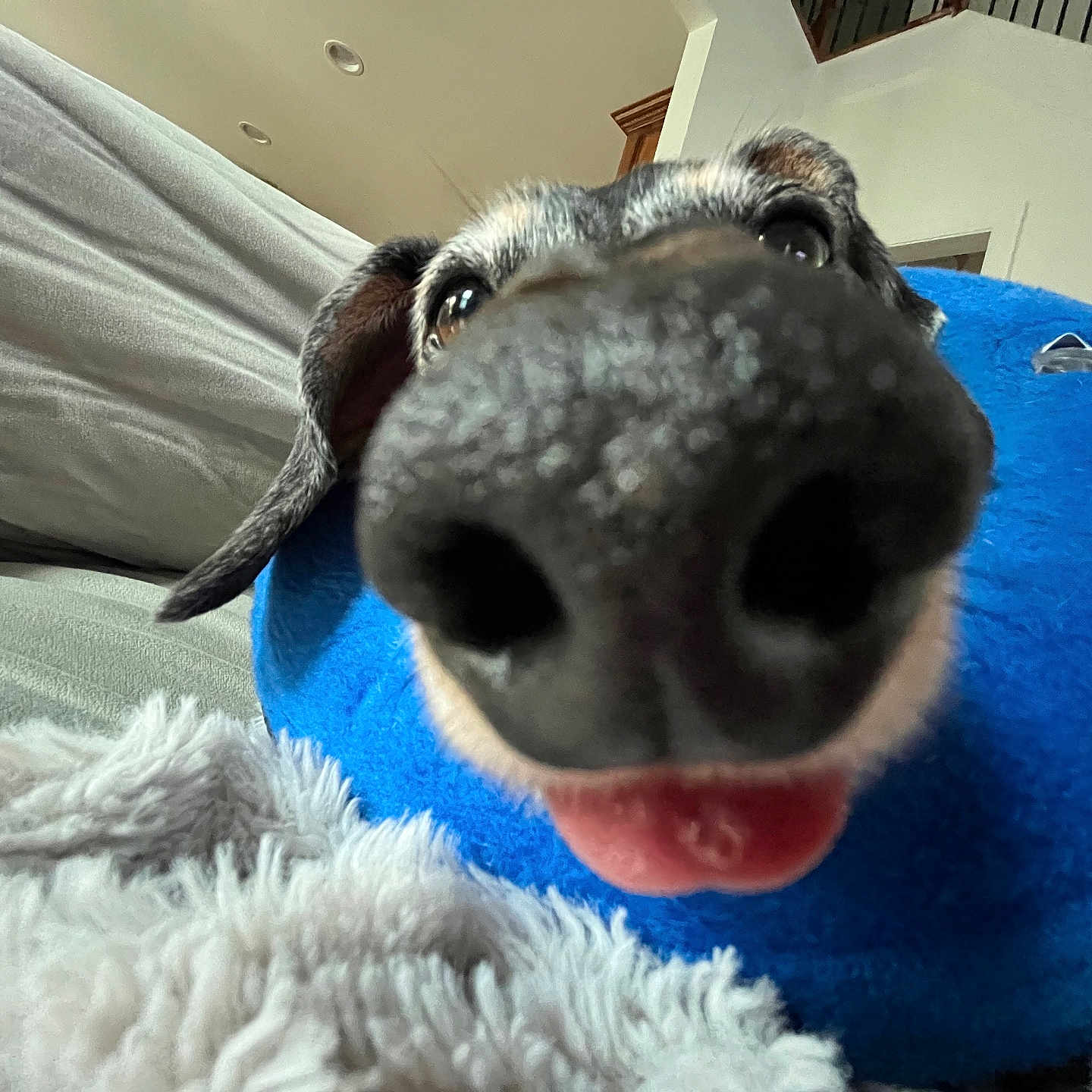 Sausage joined the competition — help win amazing prizes! animal, blanket, blue_collar, canine, close_up, companion, couch, cute, dog, domestic_animal, fur, home, indoor, nose, pet, playful, resting, snout, soft_texture, tongue