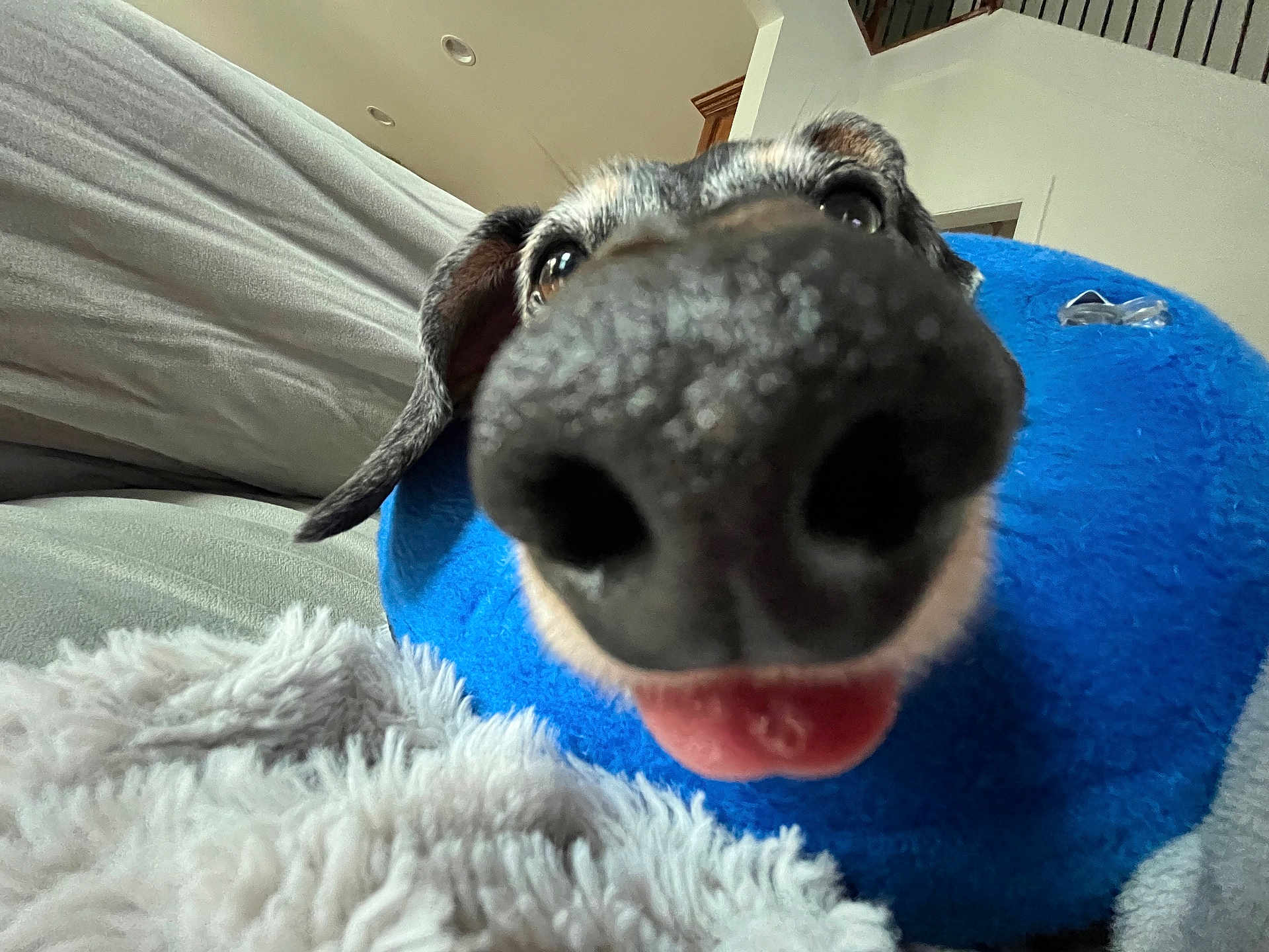 Sausage