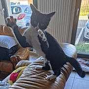 Barney participe au concours pour gagner de l'argent avec cette photo : cat, kitten, black_and_white, playing, indoor, leather_couch, paw, window, car, chair, pillow, tile_floor, pet, furniture, home, animal, young, curious, feline, resting_place