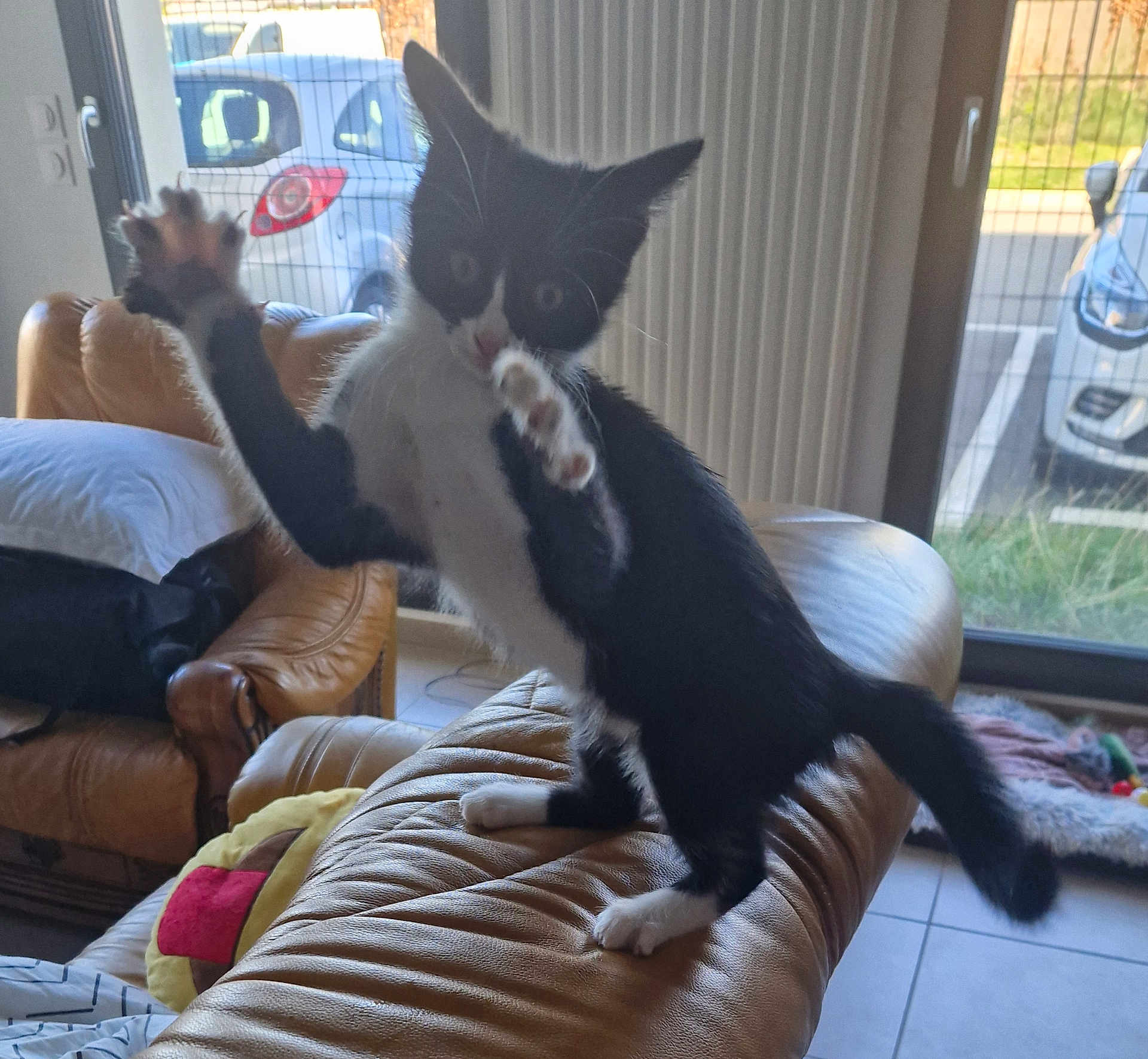 Barney participe au concours pour gagner de l'argent avec cette photo : cat, kitten, black_and_white, playing, indoor, leather_couch, paw, window, car, chair, pillow, tile_floor, pet, furniture, home, animal, young, curious, feline, resting_place