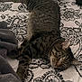 animal, bed, blanket, cat, comfort, cozy, domestic_cat, feline, fur, headboard, indoor, patterned_bedspread, paw, pet, relaxation, resting, sleepy, striped, tabby, whiskers