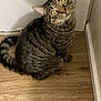 animal, baseboard, cat, companion, curious, cute, domestic_animal, ears, feline, fur, indoor, looking_up, pet, sitting, striped, tabby, wall, whiskers, wooden_floor, yellow_eyes