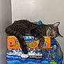 Paco is registered to the contest to win money with this photo: bottled_water, cat, corner, cozy, domestic, feline, household, indoor, nap, orange_box, packaging, pet, plastic, relaxed, resting, sleeping, stack, tabby, wall, water_bottles