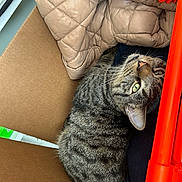 Paco joined the competition — help win amazing prizes! animal, blanket, cardboard_box, cat, close_up, cozy, curious, cute, domestic_cat, feline, fur, green_eyes, indoor, orange_plastic, pet, quilted, resting, striped, tabby_cat, whiskers