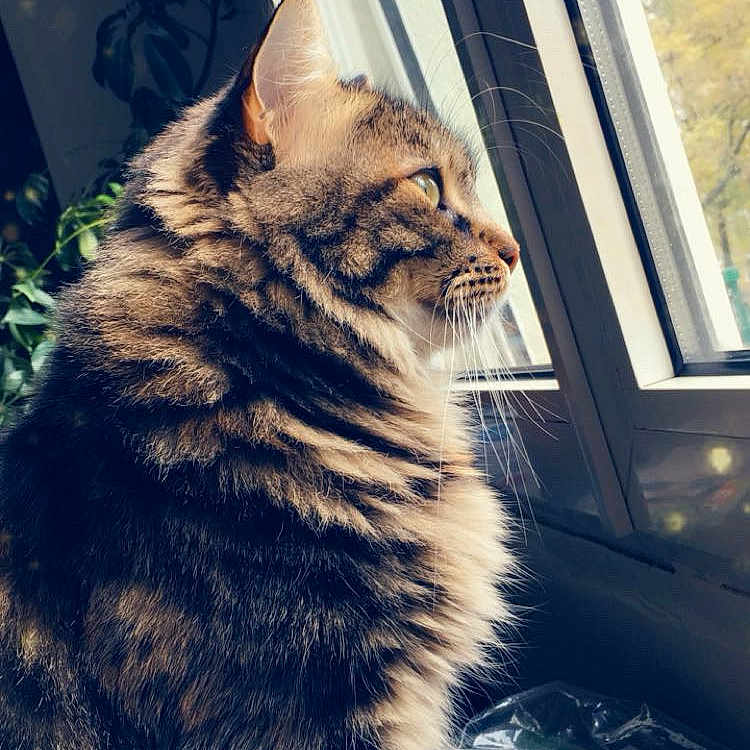 Xena a rejoint le concours — aidez-le/la à gagner de superbes lots ! abyssinian, angora, animal, car, car_exterior, cat, door, herbal, herbs, kitten, manx, nature, outdoors, pet, plant, pottedplant, snow, transportation, window, windowsill