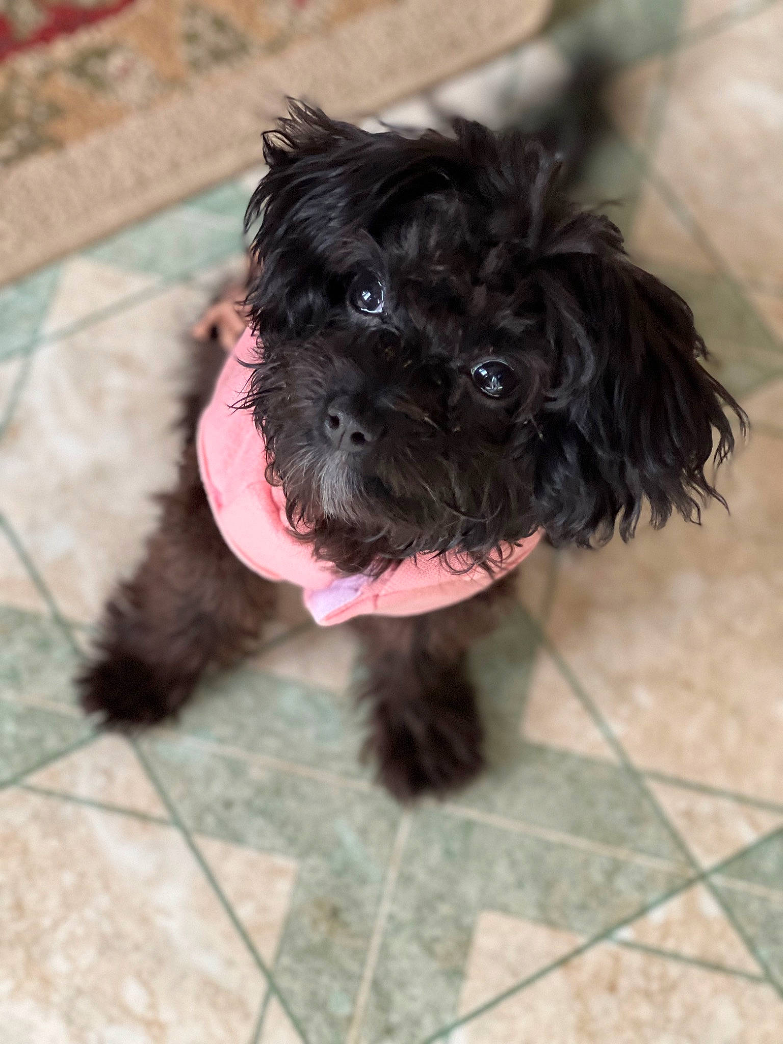 Maggie is registered to the contest to win money with this photo: canidae, carnivore, collar, companion_dog, dog, dog_breed, dog_collar, dog_supply, flooring, fur, liver, maltepoo, small_terrier, snout, sporting_group, terrier, tile_flooring, toy_dog, water_dog, working_animal