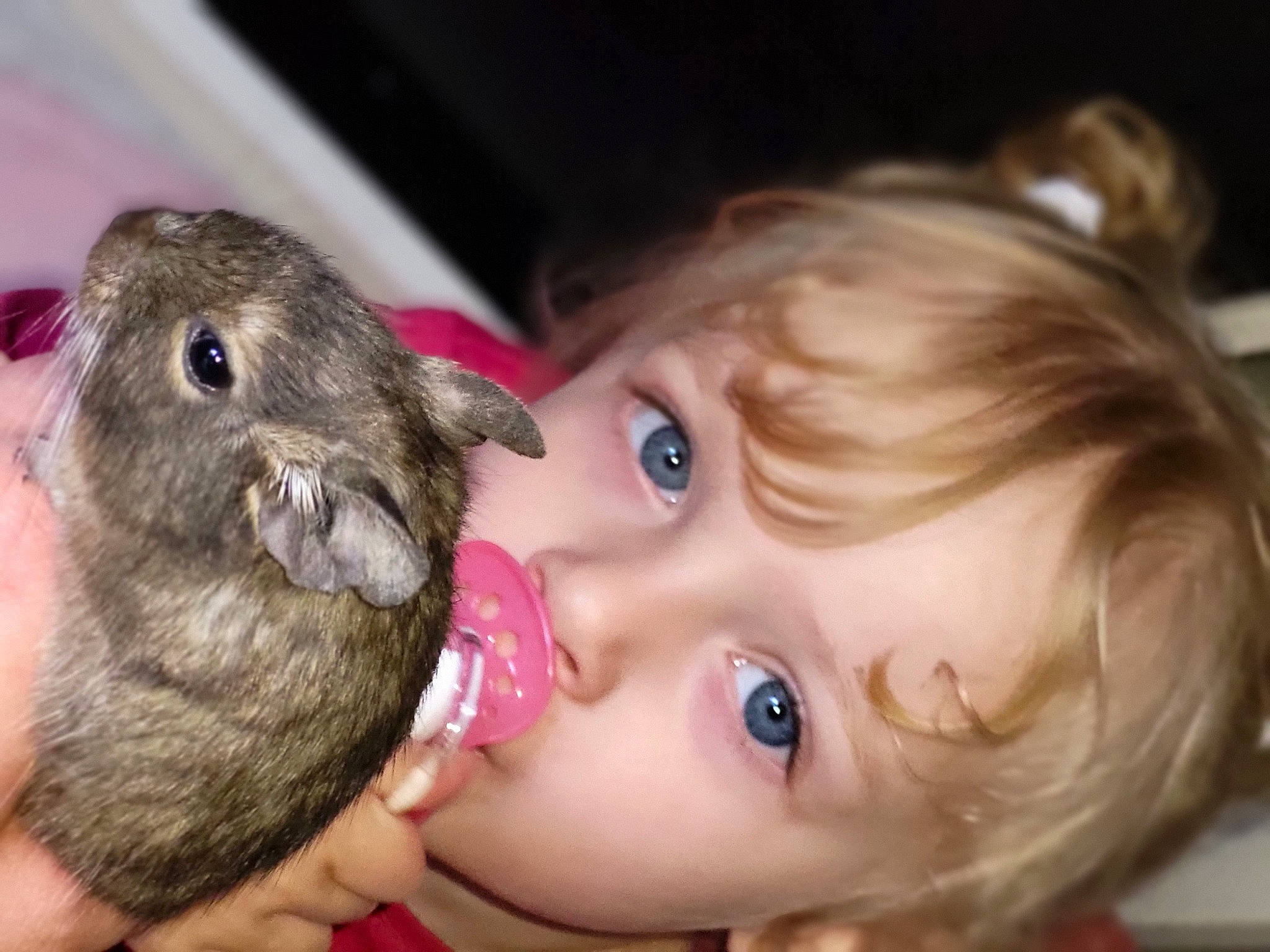 Louane a rejoint le concours — aidez-le/la à gagner de superbes lots ! baby, beauty, brown_hair, cheek, child, ear, eyelash, fawn, fur, hamster, happy, head, iris, mouth, nose, person, rodent, skin, snout, toddler