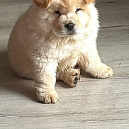 Aïko participe au concours pour gagner de l'argent avec cette photo : puppy, dog, chow_chow, fluffy, sitting, wooden_floor, pet, cute, animal, young, indoor, fur, paws, adorable, mammal, small, companion, domestic_animal, face, ears