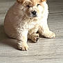 puppy, dog, chow_chow, fluffy, sitting, wooden_floor, pet, cute, animal, young, indoor, fur, paws, adorable, mammal, small, companion, domestic_animal, face, ears