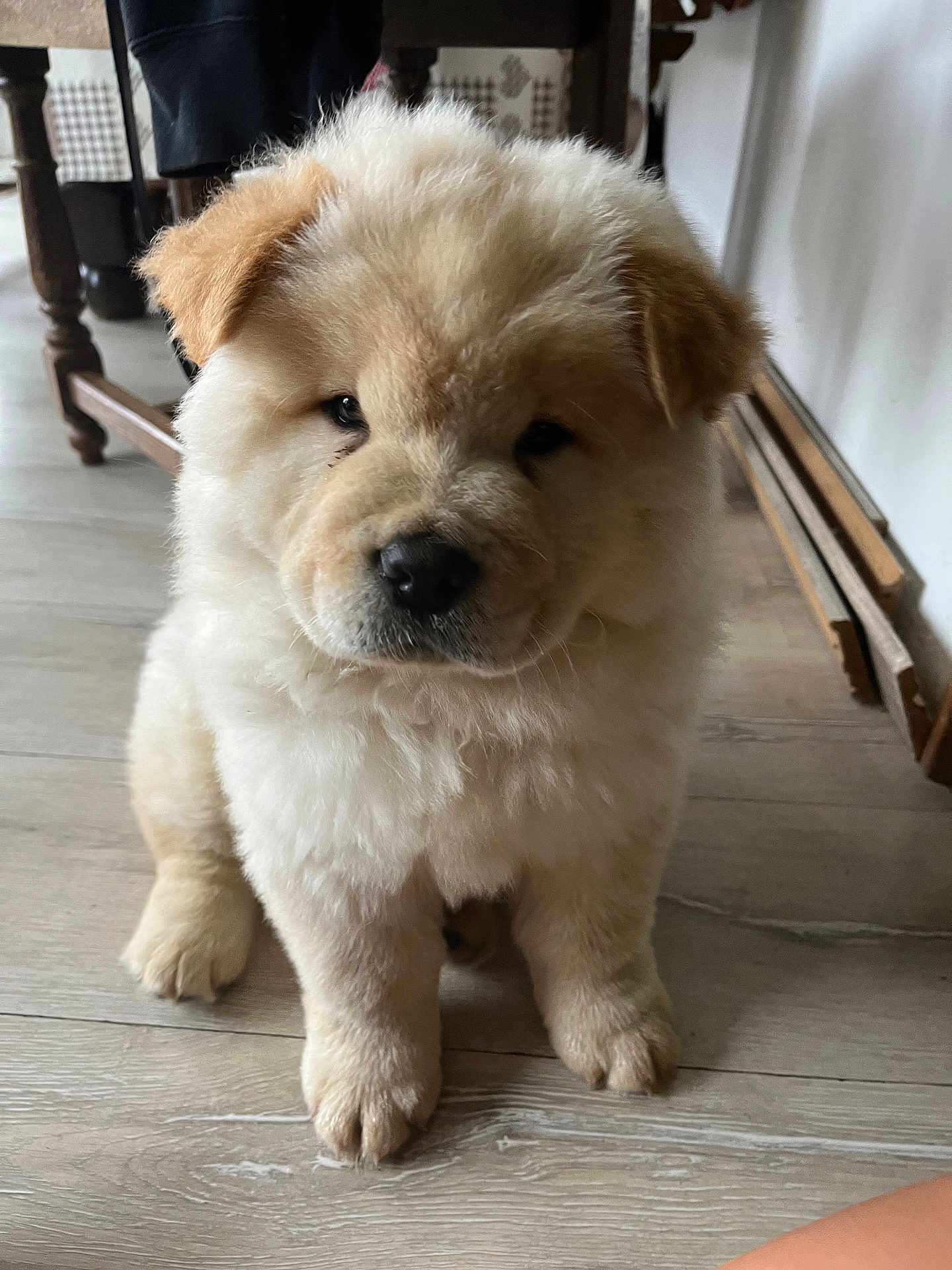 Aïko a rejoint le concours — aidez-le/la à gagner de superbes lots ! puppy, dog, fluffy, indoor, floor, wooden_floor, pet, animal, cute, young_dog, sitting, fur, domestic_animal, small_dog, adorable, face, legs, ears, nose, indoors