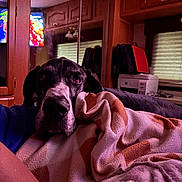 Ricky is registered to the contest to win money with this photo: black_and_white, blanket, camper, cozy, dog, eyes, face, indoors, nose, pink_blanket, portrait, printer, reflection, resting, rv, sleepy, television, warm_lighting, window, wooden_cabinets