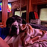 black_and_white, blanket, camper, cozy, dog, eyes, face, indoors, nose, pink_blanket, portrait, printer, reflection, resting, rv, sleepy, television, warm_lighting, window, wooden_cabinets