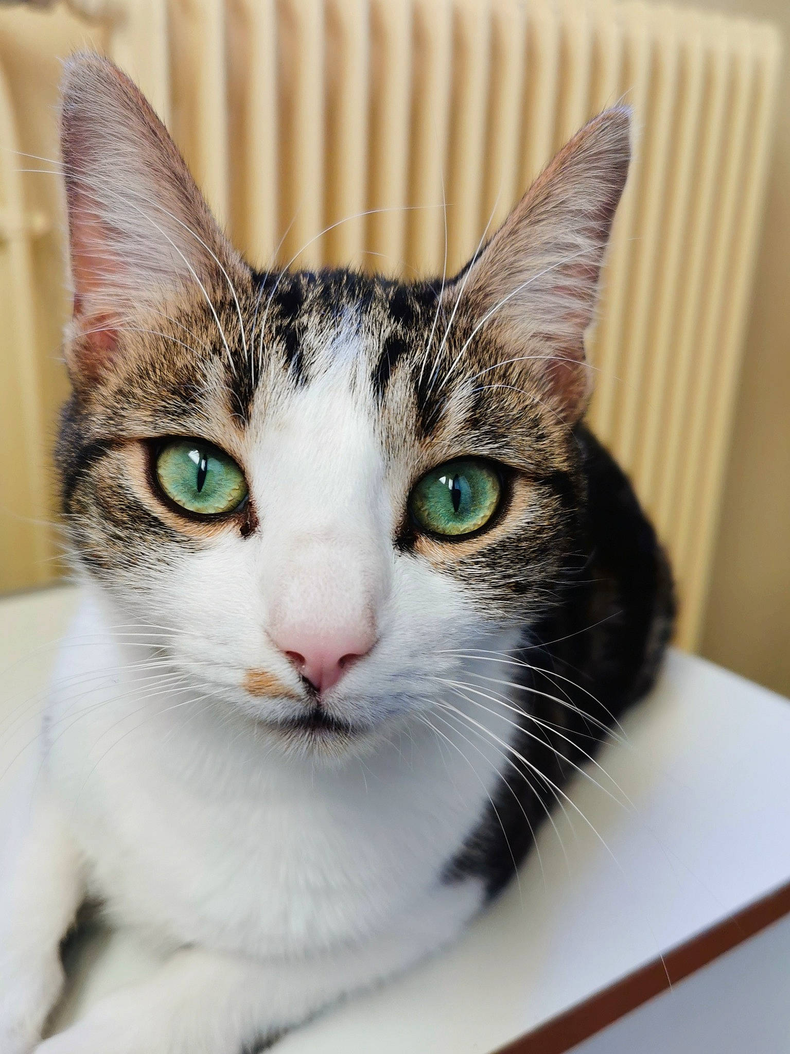 Sidka participe au concours pour gagner de l'argent avec cette photo : art, carnivore, cat, collar, domestic_short_haired_cat, felidae, fur, iris, small_to_medium_sized_cats, snout, tail, whiskers, wildlife, window