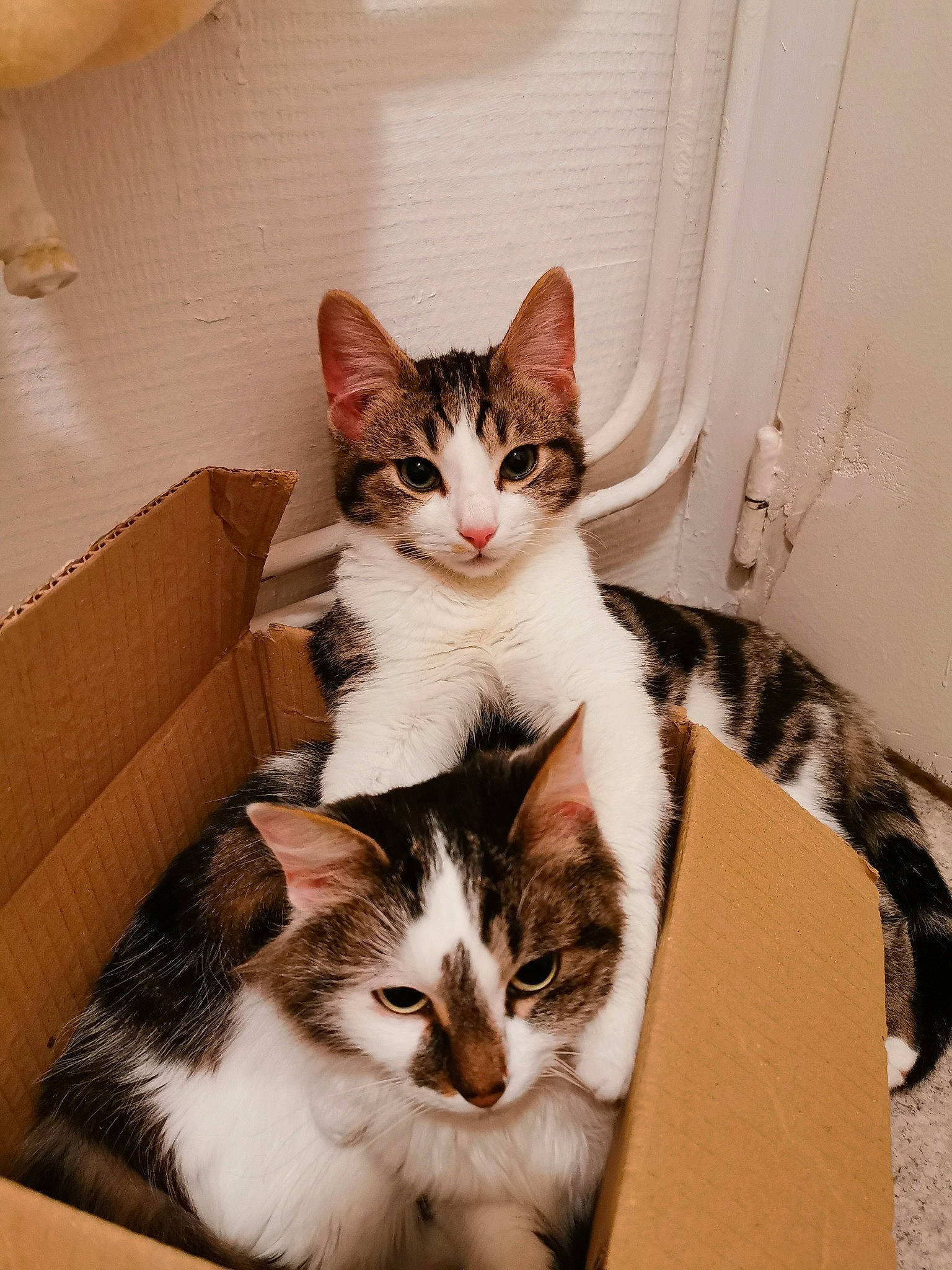 Sidka a rejoint le concours — aidez-le/la à gagner de superbes lots ! box, cardboard, carnivore, cat, comfort, domestic_short_haired_cat, felidae, fur, packaging_and_labeling, paw, sitting, small_to_medium_sized_cats, snout, tail, whiskers, window