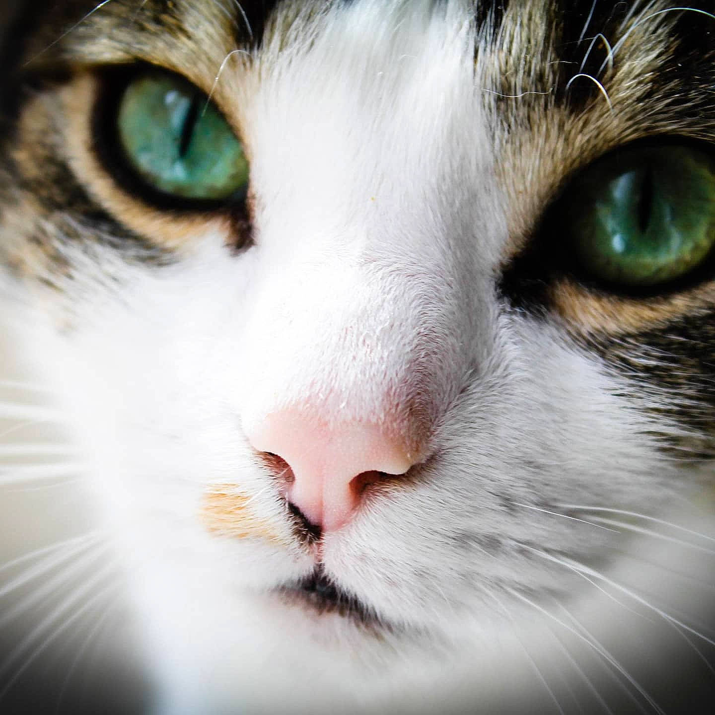 Sidka participe au concours pour gagner de l'argent avec cette photo : carnivore, cat, domestic_short_haired_cat, eye, eyelash, felidae, fur, head, iris, photography, small_to_medium_sized_cats, snout, whiskers
