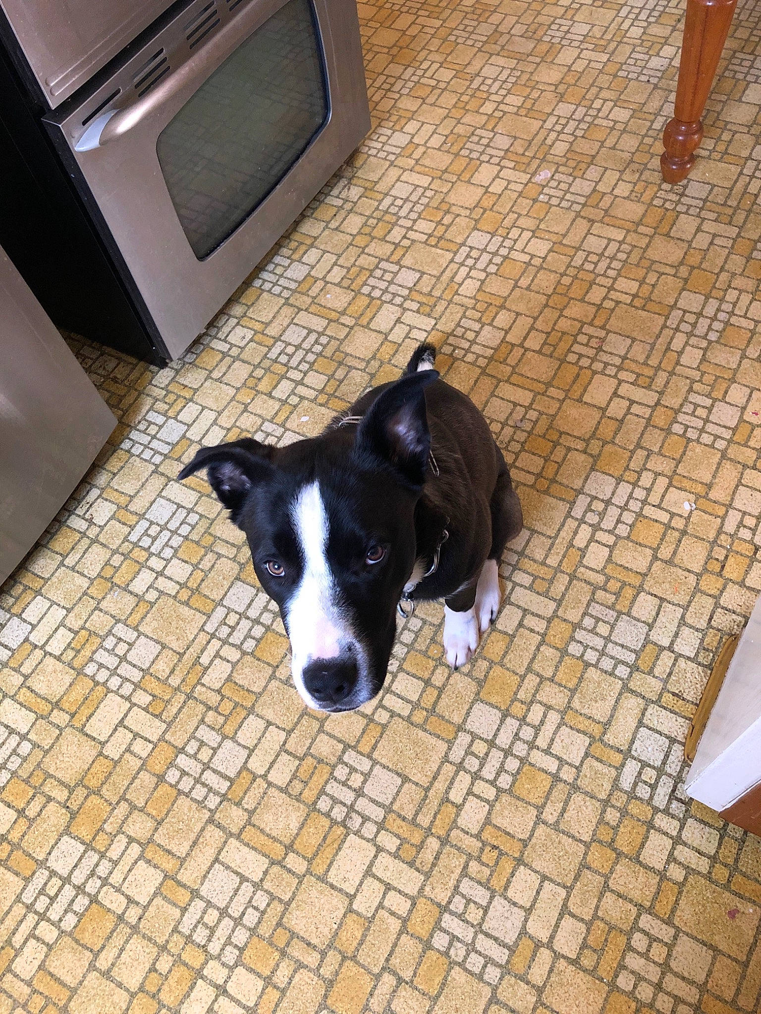 Seven joined the competition — help win amazing prizes! american_pit_bull_terrier, canidae, carnivore, dog, dog_breed, floor, flooring, mammal, non_sporting_group, puppy, tile