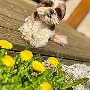 Rmione a rejoint le concours — aidez-le/la à gagner de superbes lots ! dog, small_dog, fluffy, wooden_deck, dandelions, yellow_flowers, green_leaves, outdoor, sunlight, pet, animal, nature, plants, relaxed, tongue_out, close_up, summer, daylight, garden, cute