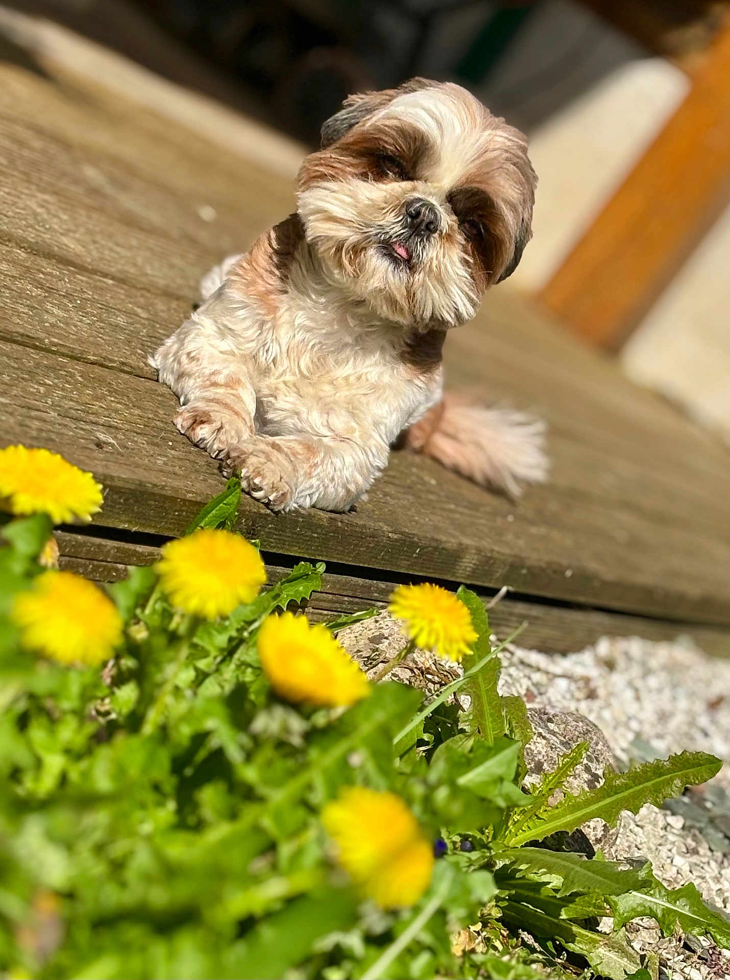 Rmione a rejoint le concours — aidez-le/la à gagner de superbes lots ! dog, small_dog, fluffy, wooden_deck, dandelions, yellow_flowers, green_leaves, outdoor, sunlight, pet, animal, nature, plants, relaxed, tongue_out, close_up, summer, daylight, garden, cute