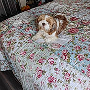 Ginger is registered to the contest to win money with this photo: puppy, dog, bed, quilt, floral_pattern, brown_and_white, indoor, bedroom, furniture, clock, shoes, table, cozy, pet, animal, resting, cute, floor, blanket, sleepy