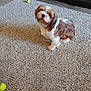 dog, carpet, tennis_ball, indoor, pet, brown, white, fur, floor, toy, living_room, furniture, wood_floor, cute, animal, small_dog, sitting, playful, household, companion