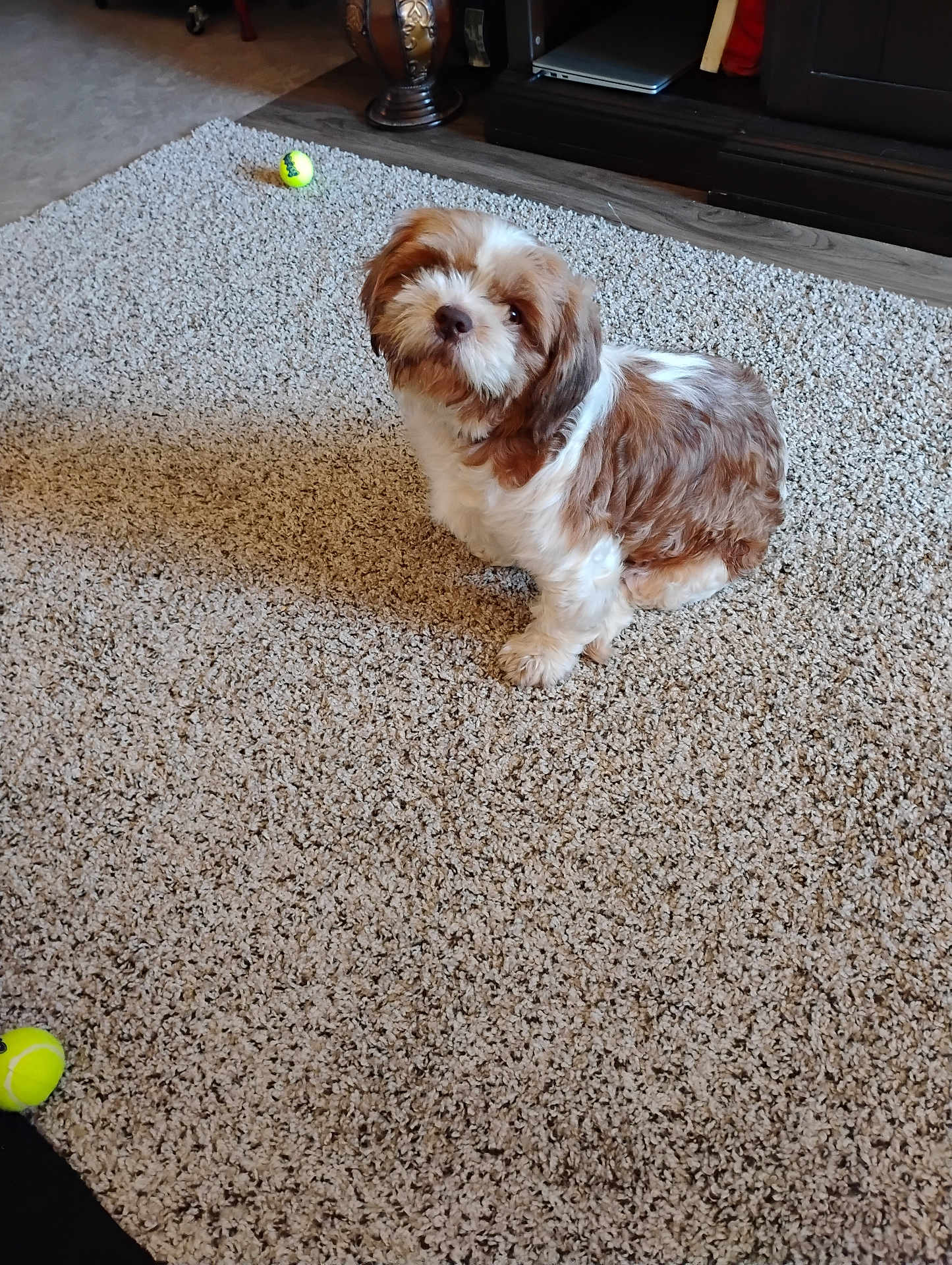 Ginger joined the competition — help win amazing prizes! dog, carpet, tennis_ball, indoor, pet, brown, white, fur, floor, toy, living_room, furniture, wood_floor, cute, animal, small_dog, sitting, playful, household, companion