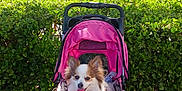 Lola is registered to the contest to win money with this photo: dog, stroller, pink, outdoor, daylight, greenery, bushes, fountain, sidewalk, small_dog, happy, pet, canine, urban, park, sunny, animal, leisure, shopping_district, cute