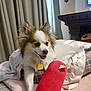 Lola is registered to the contest to win money with this photo: dog, pet, indoor, blanket, bed, plush_toy, fur, collar, tag, smiling, cozy, curtains, fireplace, pillow, resting, cute, small_dog, tongue_out, happy, fur_texture