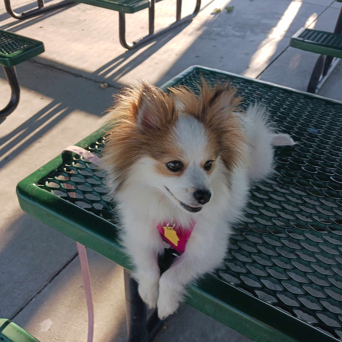 Lola