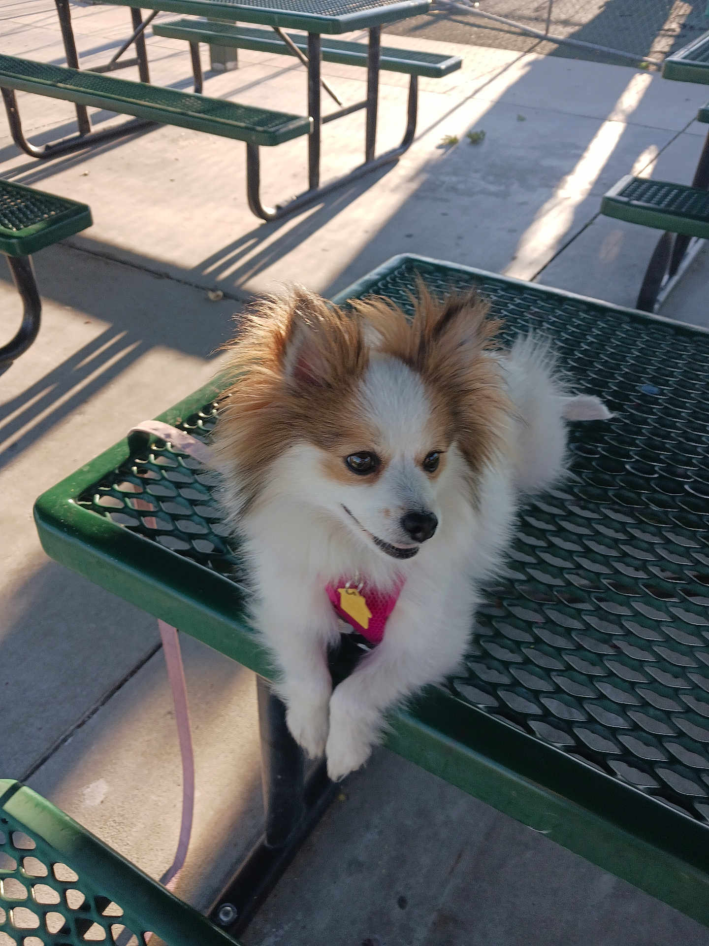 Lola is registered to the contest to win money with this photo: dog, small_dog, fluffy, fur, pink_harness, picnic_table, green_table, outdoor, sunlight, shadow, concrete, leash, pet, animal, resting, daylight, bench, metal, park, cute