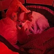 Lola joined the competition — help win amazing prizes! dog, pet_bed, plush_toy, stuffed_animal, cozy, sleeping, small_dog, indoor, blanket, fur, animal, resting, cute, comfort, relaxed, ears, face, soft_toy, home, red_light