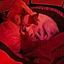 dog, pet_bed, plush_toy, stuffed_animal, cozy, sleeping, small_dog, indoor, blanket, fur, animal, resting, cute, comfort, relaxed, ears, face, soft_toy, home, red_light