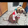 dog, pet_pajama, pajamas, brown_dog, sitting, kitchen, tile_floor, bows, clothing, person, ripped_jeans, sneakers, indoor, door, cabinet, cute, animal, domestic_animal, accessory, colorful