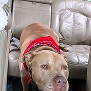 Max joined the competition — help win amazing prizes! dog, bandana, red_bandana, car, vehicle_interior, leather_seat, tan_dog, pet, resting, head_rest, calm, canine, backseat, seatbelt, collar, gold_chain, indoor, animal, closeup, casual_photo