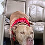 dog, bandana, red_bandana, car, vehicle_interior, leather_seat, tan_dog, pet, resting, head_rest, calm, canine, backseat, seatbelt, collar, gold_chain, indoor, animal, closeup, casual_photo