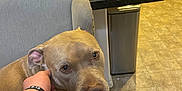 Max joined the competition — help win amazing prizes! dog, chair, person, hand, kitchen, counter, pizza_boxes, soda_cans, cup, floor, tile_floor, indoor, pet, brown_dog, seated, table, laminated_sheet, cabinet, trash_can, relaxed