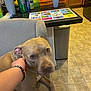 dog, chair, person, hand, kitchen, counter, pizza_boxes, soda_cans, cup, floor, tile_floor, indoor, pet, brown_dog, seated, table, laminated_sheet, cabinet, trash_can, relaxed