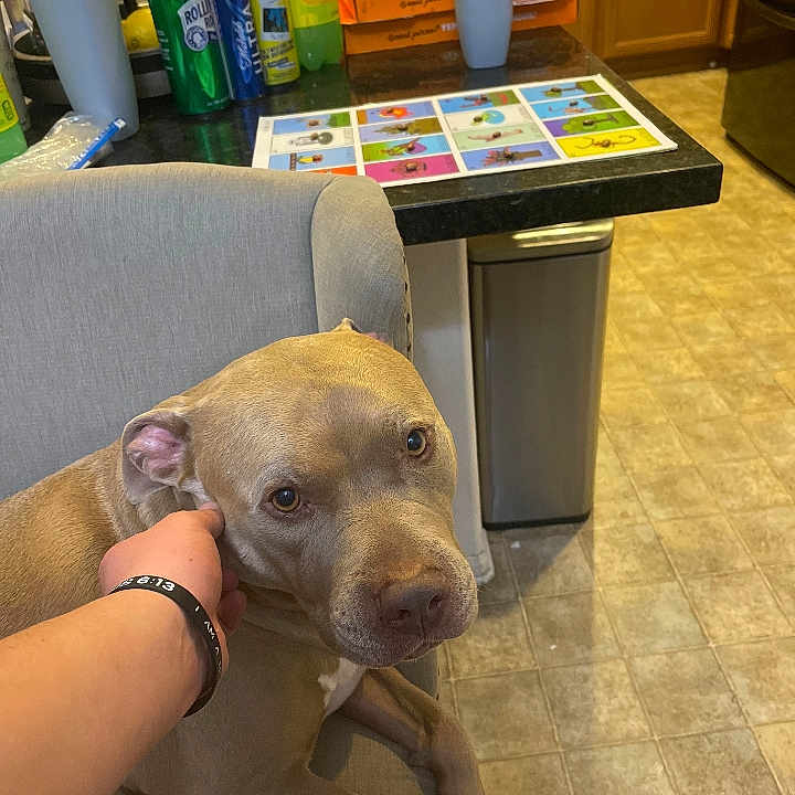 Max joined the competition — help win amazing prizes! brown_dog, cabinet, chair, counter, cup, dog, floor, hand, indoor, kitchen, laminated_sheet, person, pet, pizza_boxes, relaxed, seated, soda_cans, table, tile_floor, trash_can