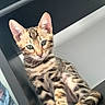Cali Jane joined the competition — help win amazing prizes! kitten, cat, sitting, indoor, feline, striped_fur, spotted_fur, whiskers, ears, eyes, shelf, blanket, cute, pet, young_animal, domestic_animal, fur, animal_portrait, curious, resting