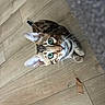 Cali Jane is registered to the contest to win money with this photo: cat, bengal_cat, green_eyes, curious, wooden_floor, pet, animal, whiskers, ears, indoor, feline, looking_up, leaf, carpet, small, cute, fur, domestic_cat, eye_contact, young_cat