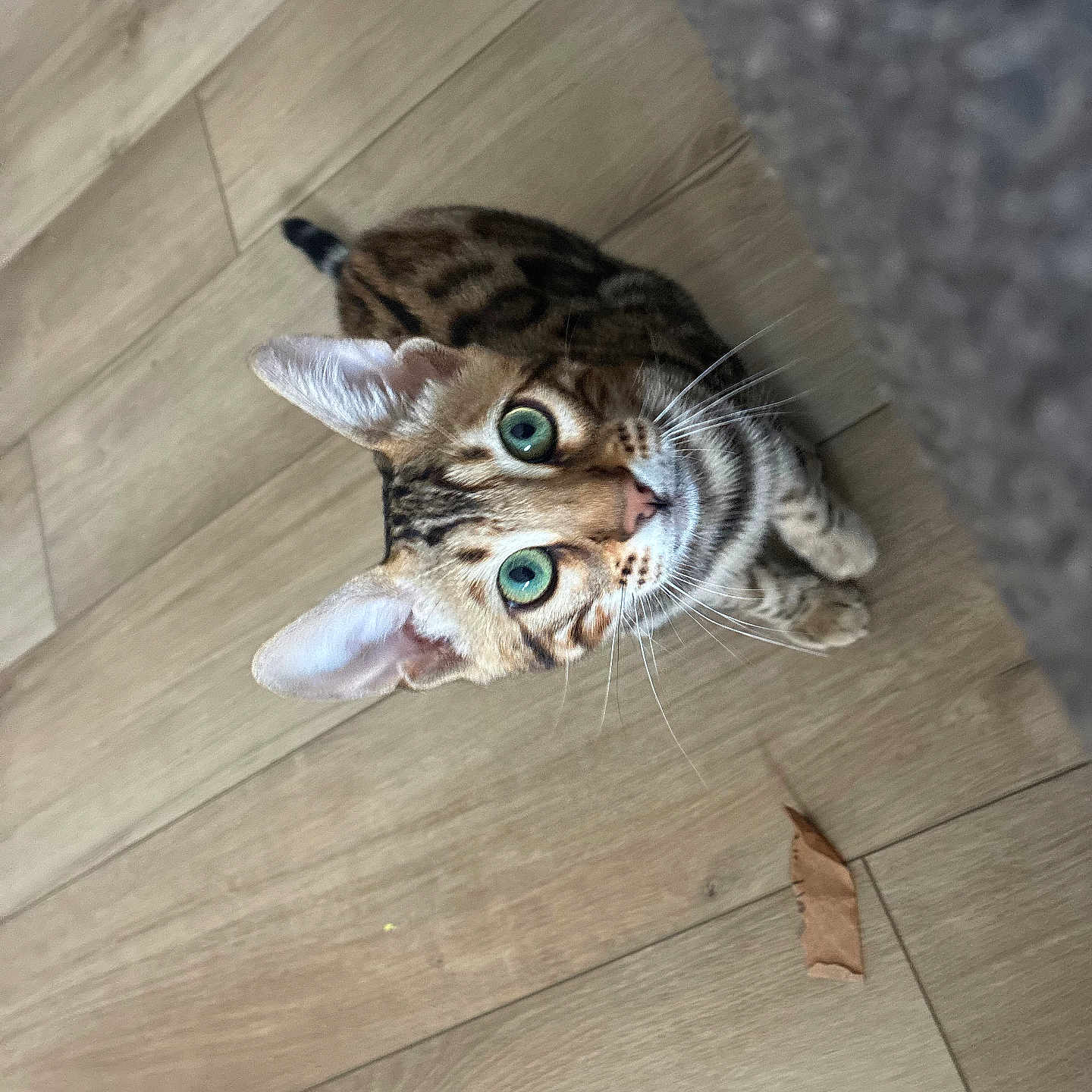 Cali Jane is registered to the contest to win money with this photo: cat, bengal_cat, green_eyes, curious, wooden_floor, pet, animal, whiskers, ears, indoor, feline, looking_up, leaf, carpet, small, cute, fur, domestic_cat, eye_contact, young_cat
