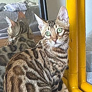 Cali Jane joined the competition — help win amazing prizes! cat, bengal_cat, green_eyes, reflection, mirror, yellow_frame, striped, spotted, indoor, pet, curious, feline, whiskers, fur, animal, closeup, looking, sitting, home, window