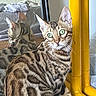cat, bengal_cat, green_eyes, reflection, mirror, yellow_frame, striped, spotted, indoor, pet, curious, feline, whiskers, fur, animal, closeup, looking, sitting, home, window